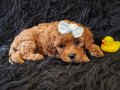Peluş Bir Kız