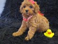Peluş Bir Kız