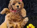 Peluş Bir Kız
