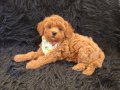 Red Toy Poodle Erkek 