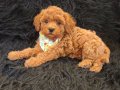 Red Toy Poodle Erkek 