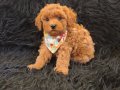 Red Toy Poodle Erkek 