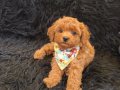Red Toy Poodle Erkek 