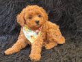 Red Toy Poodle Erkek 