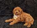 Red Toy Poodle Erkek 