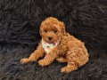 Red Toy Poodle Erkek 