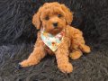 Red Toy Poodle Erkek 