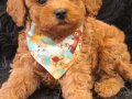 Red Toy Poodle Erkek 