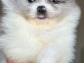 Özel Renk Boo Pomeranian