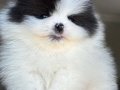 Özel Renk Boo Pomeranian