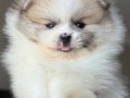 Özel Renk Boo Pomeranian