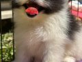 Özel Renk Boo Pomeranian