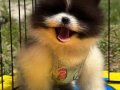 Özel Renk Boo Pomeranian