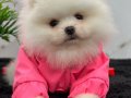 Orjinal Tedybear Boo kardeşler