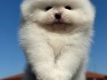Orjinal Tedybear Boo kardeşler