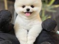 KARBEYAZ BOO POMERANİAN
