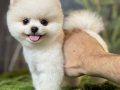 KARBEYAZ BOO POMERANİAN