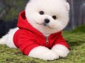 KARBEYAZ BOO POMERANİAN