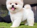 KARBEYAZ BOO POMERANİAN