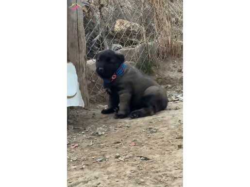 Kangal Yavrusu Koruma İçgüdüsü Yüksek Safkan Bekçi