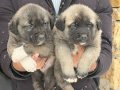 Sivas Kangal Yavruları