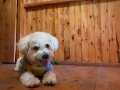 Eğitimli terrier İskoç 
