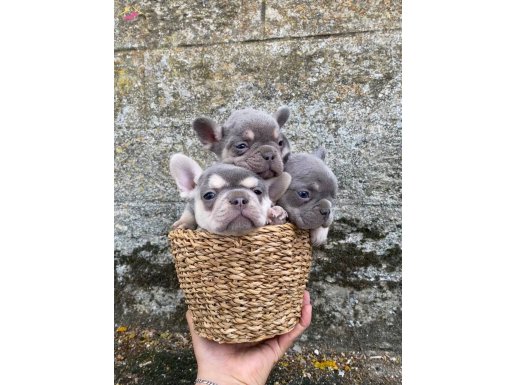 Exotic renk French bulldog