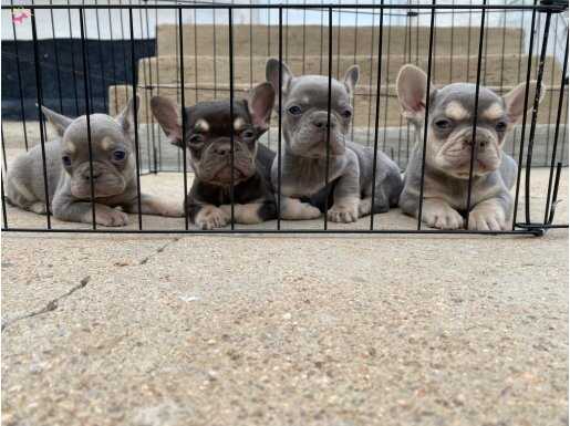 Exotic renk anatomi harikası French bulldog