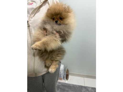 Ukrayna Kan Hattı Ayı Surat Pomeranian Boo Yavruları