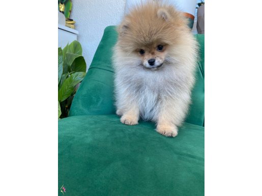 Ukrayna Kan Hattı: Gerçek Teddy Face Pomeranian Boo!