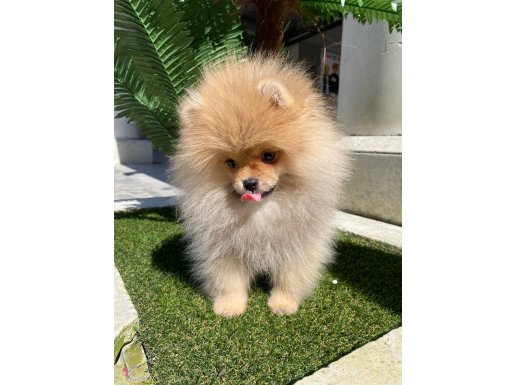 Ukrayna Soy Hattı Ayıcık Surat Pomeranian Boo