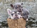 Exotic renk French bulldog