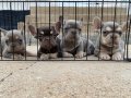 Exotic renk anatomi harikası French bulldog