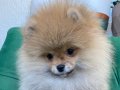 Ukrayna Kan Hattı: Gerçek Teddy Face Pomeranian Boo!