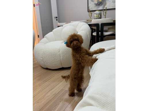 9 AYLIK KORE POODLE