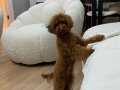 9 AYLIK KORE POODLE