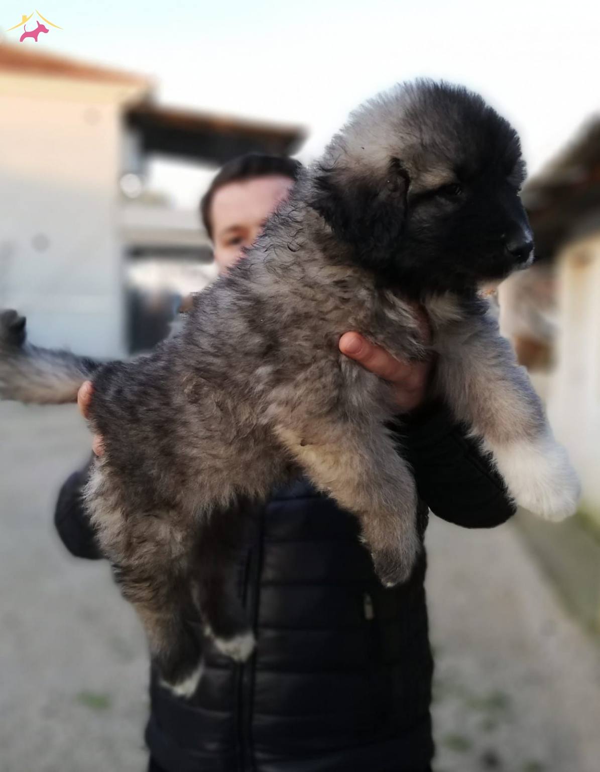 Satilik Kafkas Coban Fiyatlari Ve Ilanlari Kopek Dunyasi