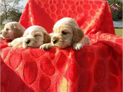 %100 SAFKAN COCKER YAVRULARI PUPPY PET EVİ\'NDE...