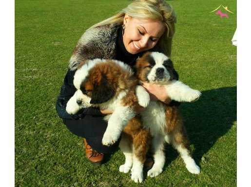 %100 SAFKAN ST BERNARD YAVRULARI PUPPY PET EVİ\'NDE...