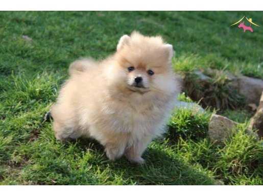 %100 SAFKAN POMERANİAN BOO YAVRULARI