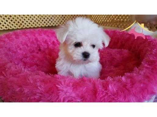 IRK GARANTİLİ MALTESE TERRİER YAVRULARI PUPPY PET EVİNDE...
