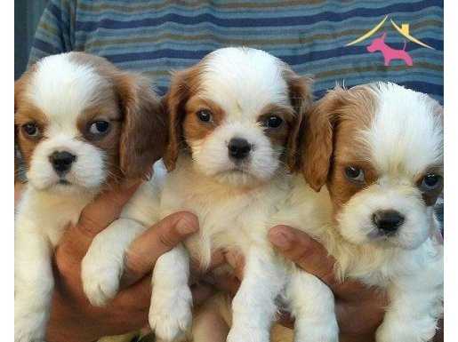 IRK GARANTİLİ CAVALİER KİNG CHARLES YAVRULARI PUPPY PET EVİ
