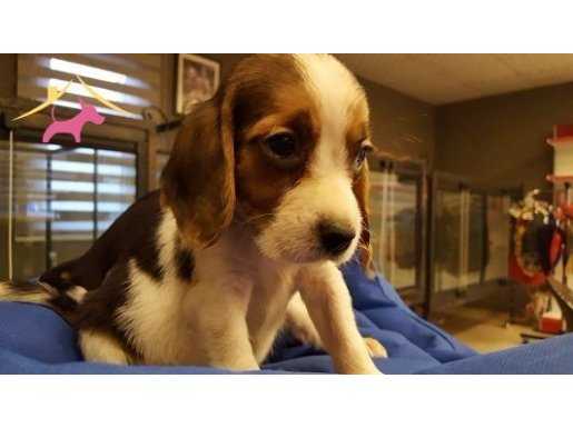 IRK GARANTİLİ BEAGLE YAVRULARI PUPPY PET EVİNDE...