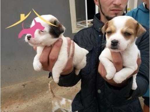 IRK GARANTİLİ JACK RUSSEL YAVRULARI....