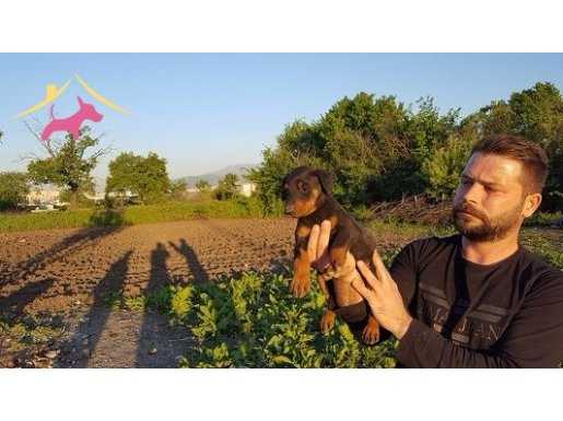 IRK GARANTİLİ DOBERMAN YAVRULARI....