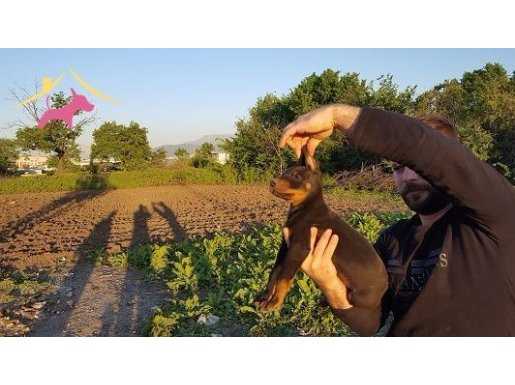 IRK GARANTİLİ DOBERMAN YAVRULARI....