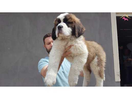 %100 SAFKAN ST BERNARD YAVRULARI...