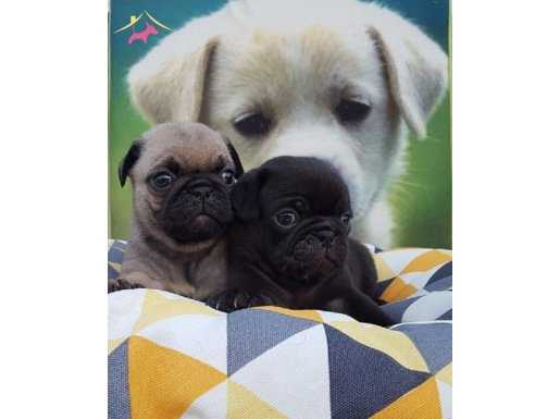 %100 SAFKAN PUG YAVRULARI....