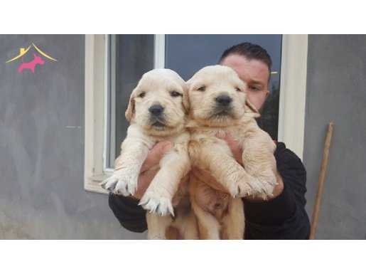 %100 SAFKAN GOLDEN YAVRULARI....