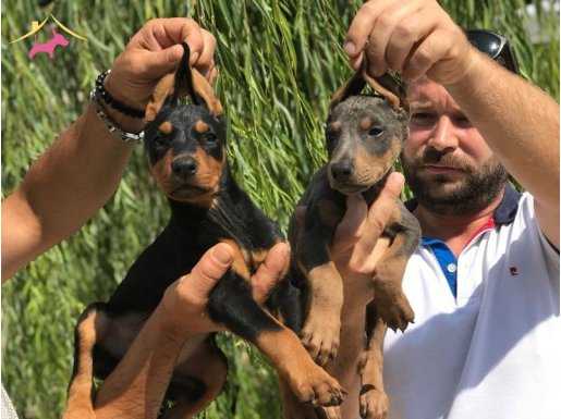 %100 SAFKAN DOBERMAN YAVRULARI....